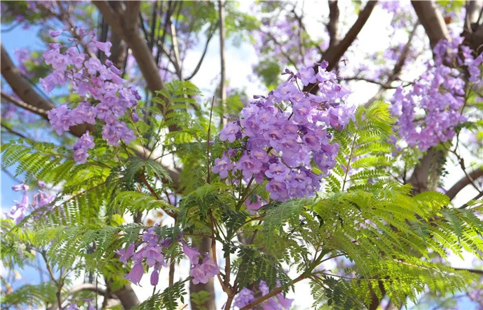 大理的藍花楹開了，邂逅一場“藍花雨”，赴一場紫色浪漫！