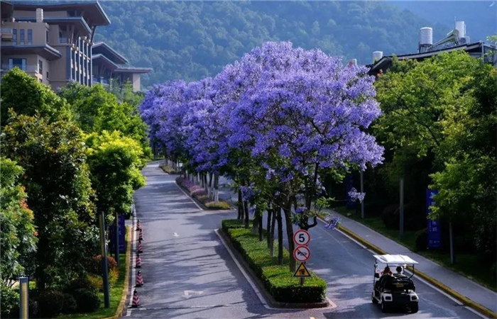 藍花楹