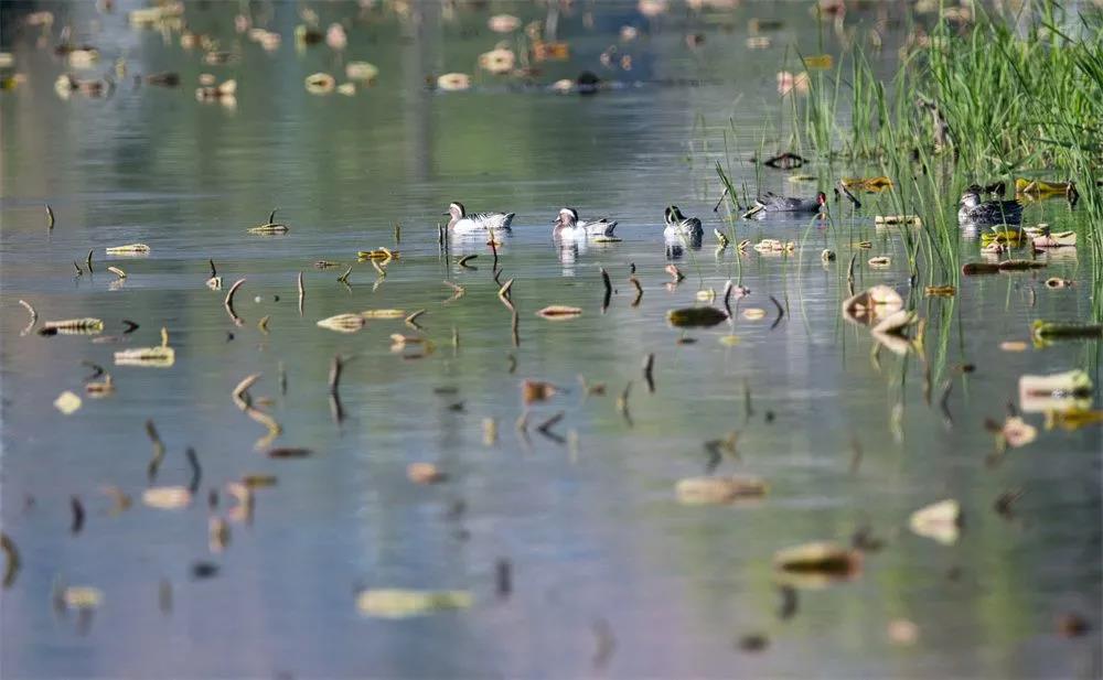 草海濕地公園