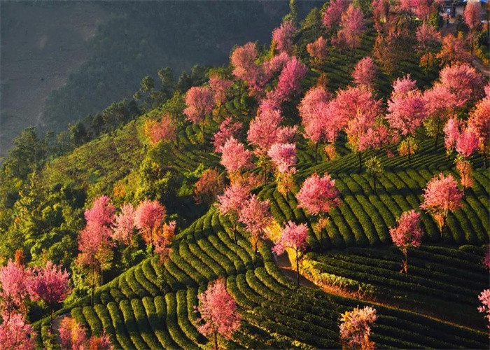 大理旅游：冬日賞櫻，徒步無量山。漫步洱海，打卡s彎小鐮倉(cāng)。邂逅精靈，洱海紅嘴鷗。