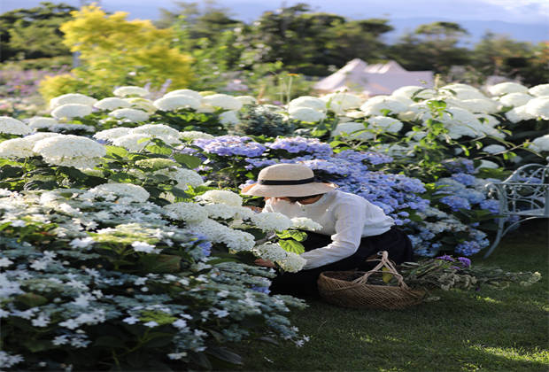 蒼山下，邂逅莫奈花園