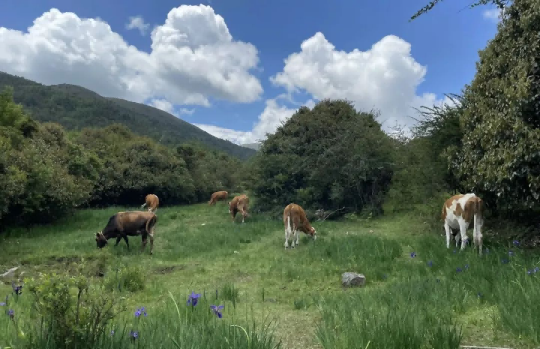 大理景點|跟著大理旅行社小編一起游云南:大理的“阿勒泰”鳥吊山徒步